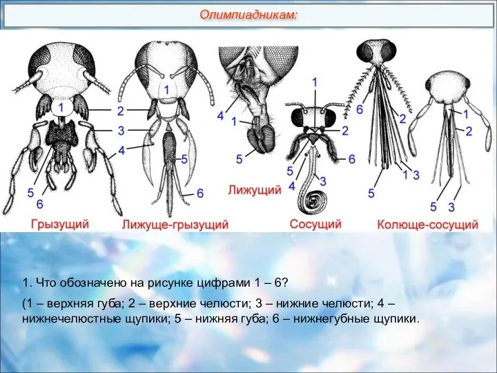 1. Что обозначено на рисунке цифрами 1 – 6? (1 – верхняя