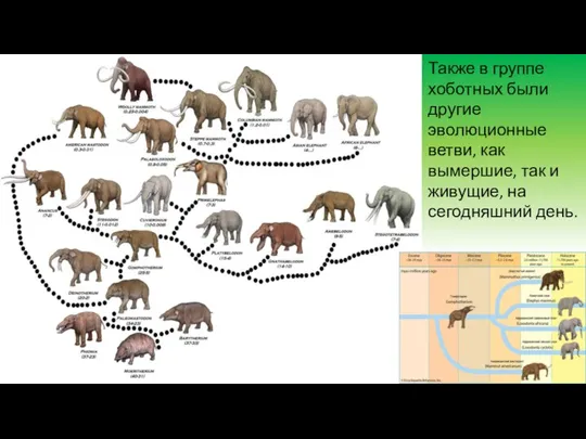 Также в группе хоботных были другие эволюционные ветви, как вымершие, так и живущие, на сегодняшний день.