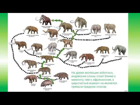 На древе эволюции хоботных, индийские слоны стоят ближе к мамонту, чем к