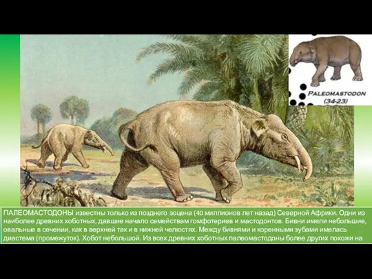 ПАЛЕОМАСТОДОНЫ известны только из позднего эоцена (40 миллионов лет назад) Северной Африки.