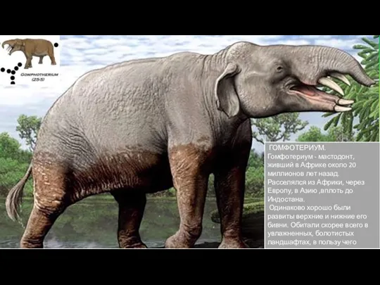 ГОМФОТЕРИУМ. Гомфотериум - мастодонт, живший в Африке около 20 миллионов лет назад.