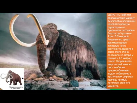 ШЕРСТИСТЫЙ или евроазиатский мамонт (Mammuthus primigenius) населял огромную территорию от Британских островов