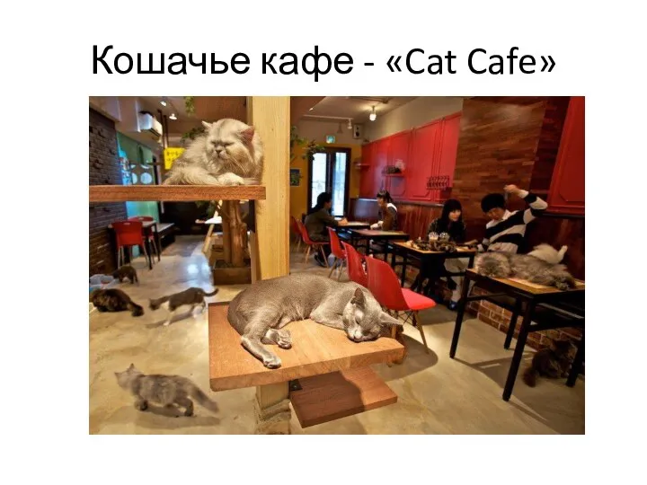 Кошачье кафе - «Cat Cafe»