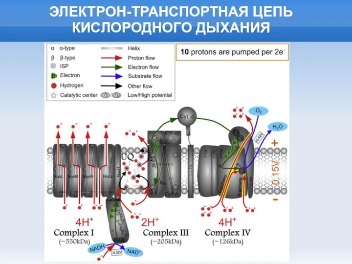 ЭЛЕКТРОН-ТРАНСПОРТНАЯ ЦЕПЬ КИСЛОРОДНОГО ДЫХАНИЯ