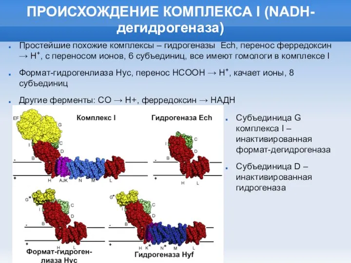 ПРОИСХОЖДЕНИЕ КОМПЛЕКСА I (NADH-дегидрогеназа) Простейшие похожие комплексы – гидрогеназы Ech, перенос ферредоксин