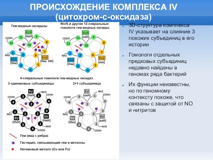 ПРОИСХОЖДЕНИЕ КОМПЛЕКСА IV (цитохром-с-оксидаза) 3D-структура комплекса IV указывает на слияние 3 похожих