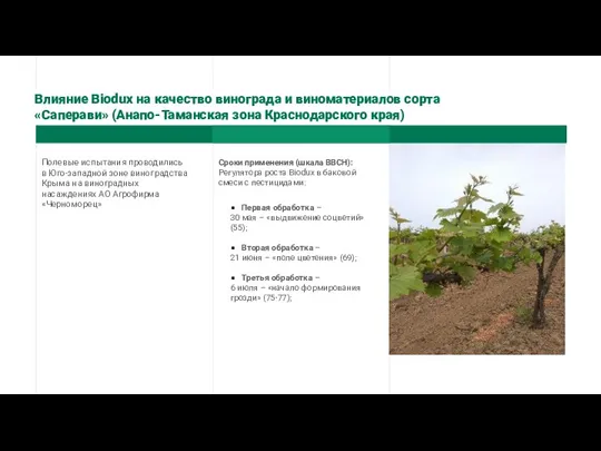 Влияние Biodux на качество винограда и виноматериалов сорта «Саперави» (Анапо-Таманская зона Краснодарского