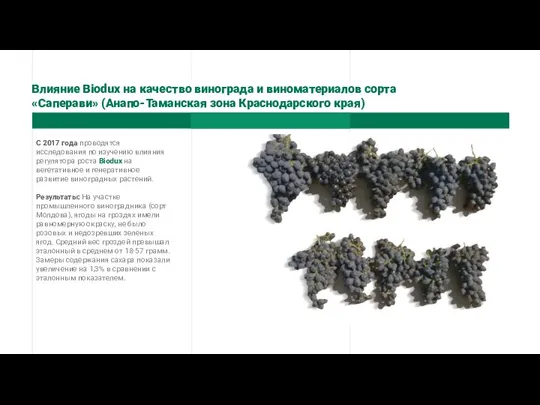 Влияние Biodux на качество винограда и виноматериалов сорта «Саперави» (Анапо-Таманская зона Краснодарского