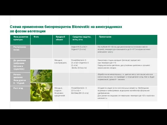 Схема применения биопрепаратов Bionovatic на виноградниках по фазам вегетации