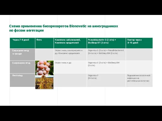 Схема применения биопрепаратов Bionovatic на виноградниках по фазам вегетации