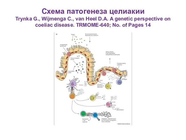 Схема патогенеза целиакии Trynka G., Wijmenga C., van Heel D.A. A genetic