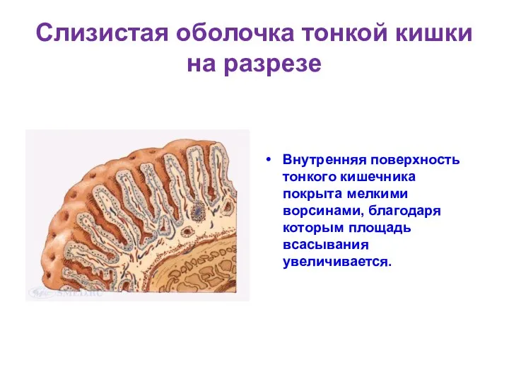 Слизистая оболочка тонкой кишки на разрезе Внутренняя поверхность тонкого кишечника покрыта мелкими