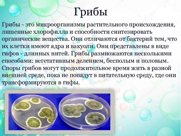 Грибы Грибы - это микроорганизмы растительного происхождения, лишенные хлорофилла и способности синтезировать