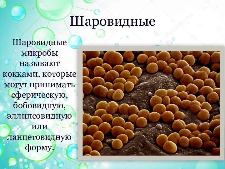 Шаровидные Шаровидные микробы называют кокками, которые могут принимать сферическую, бобовидную, эллипсовидную или ланцетовидную форму.