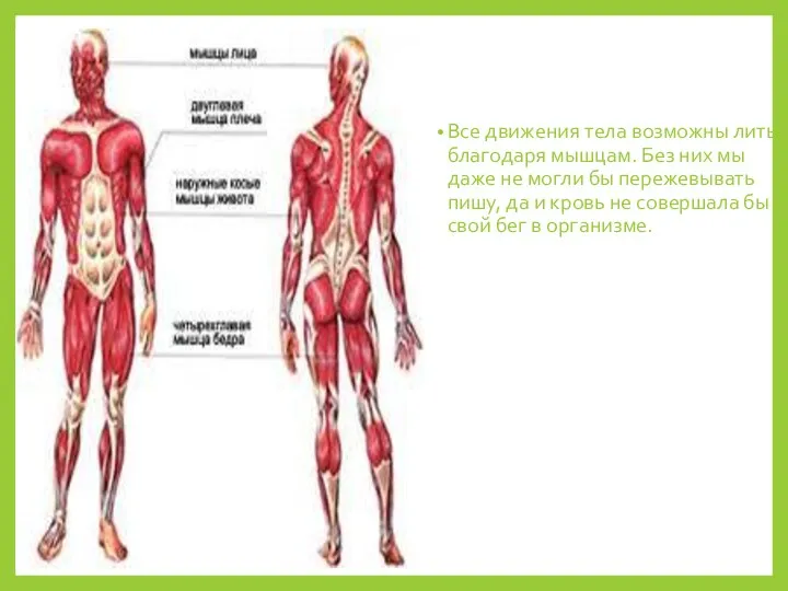 Мышцы Все движения тела возможны лить благодаря мышцам. Без них мы даже