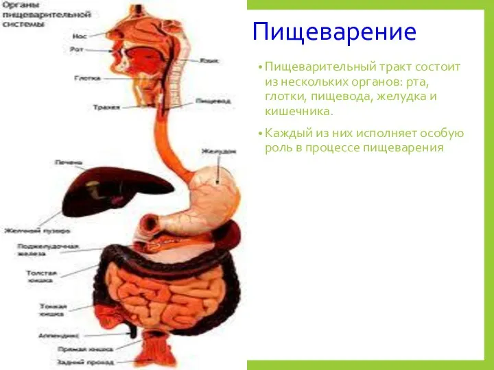 Пищеварение Пищеварительный тракт состоит из нескольких органов: рта, глотки, пищевода, желудка и