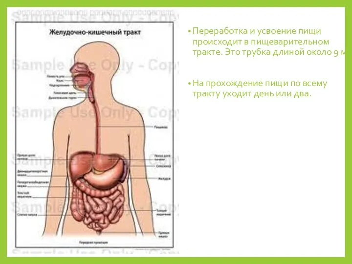 Переработка и усвоение пищи происходит в пищеварительном тракте. Это трубка длиной около