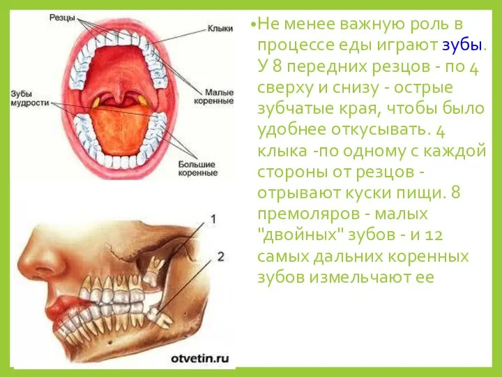 Не менее важную роль в процессе еды играют зубы. У 8 передних