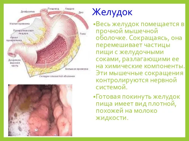 Желудок Весь желудок помещается в прочной мышечной оболочке. Сокращаясь, она перемешивает частицы