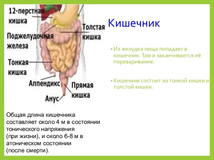 Кишечник Из желудка пища попадает в кишечник. Там и заканчивается её переваривание.