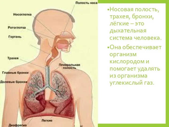 Носовая полость, трахея, бронхи, лёгкие – это дыхательная система человека. Она обеспечивает