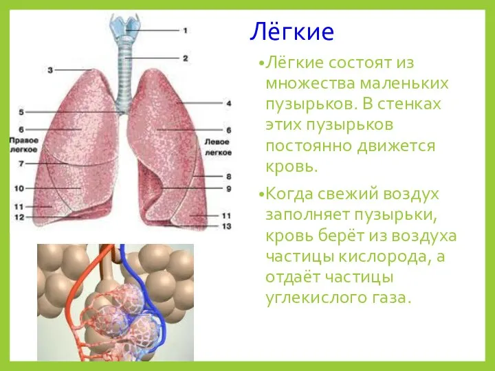 Лёгкие Лёгкие состоят из множества маленьких пузырьков. В стенках этих пузырьков постоянно