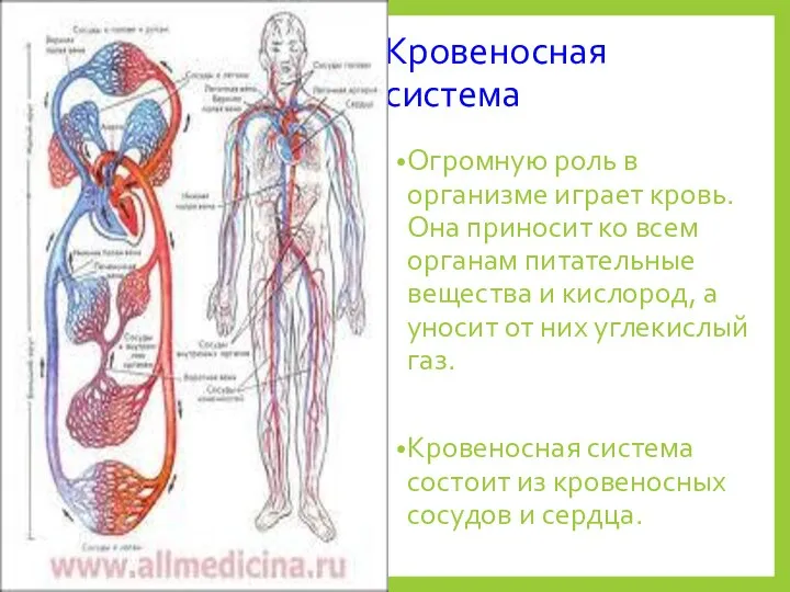 Кровеносная система Огромную роль в организме играет кровь. Она приносит ко всем