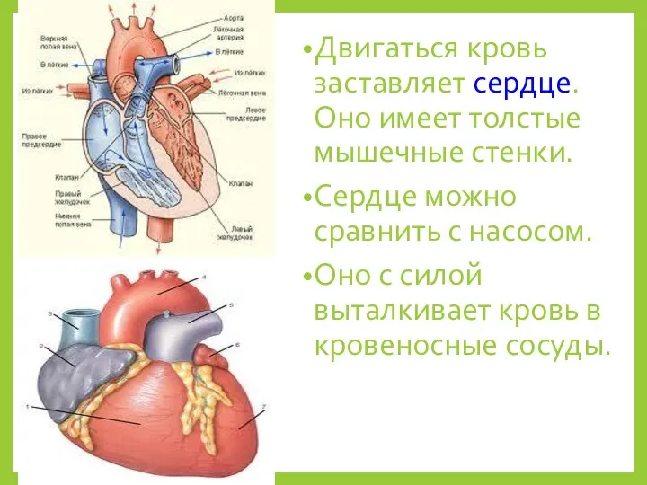 Двигаться кровь заставляет сердце. Оно имеет толстые мышечные стенки. Сердце можно сравнить