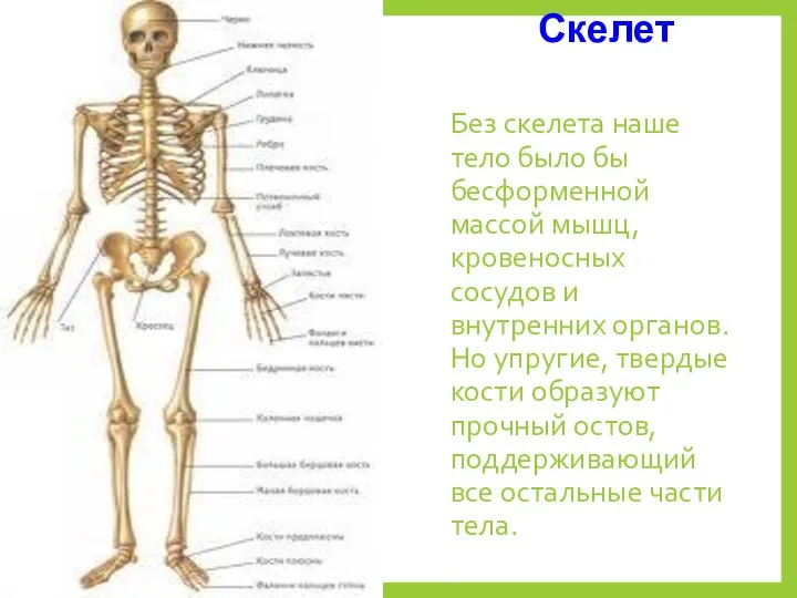 Без скелета наше тело было бы бесформенной массой мышц, кровеносных сосудов и