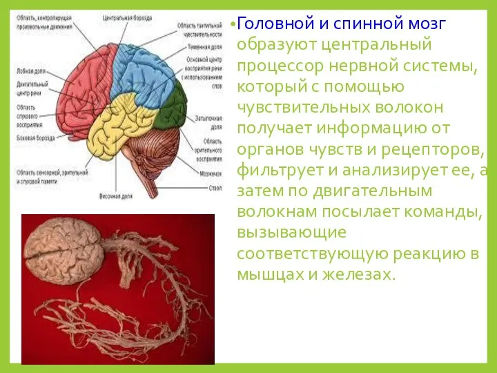 Головной и спинной мозг образуют центральный процессор нервной системы, который с помощью