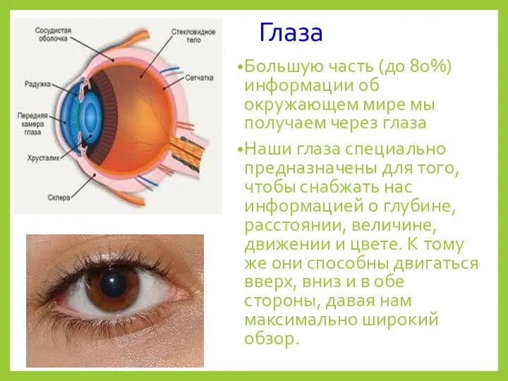Глаза Большую часть (до 80%) информации об окружающем мире мы получаем через