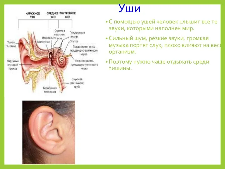 Уши С помощью ушей человек слышит все те звуки, которыми наполнен мир.