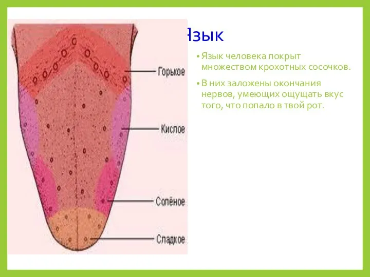 Язык Язык человека покрыт множеством крохотных сосочков. В них заложены окончания нервов,
