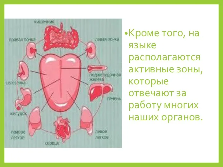 Кроме того, на языке располагаются активные зоны, которые отвечают за работу многих наших органов.