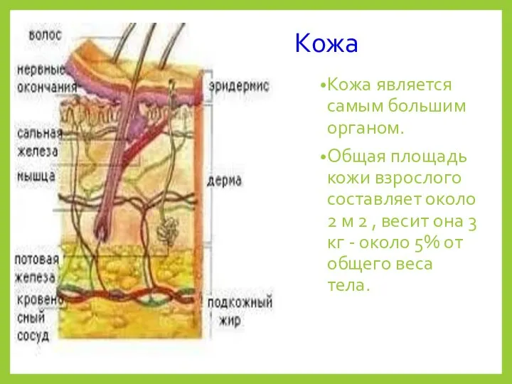 Кожа Кожа является самым большим органом. Общая площадь кожи взрослого составляет около