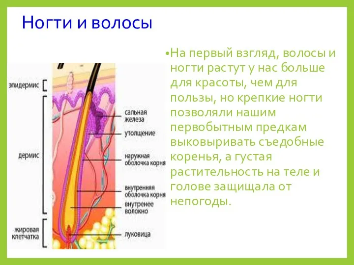 Ногти и волосы На первый взгляд, волосы и ногти растут у нас