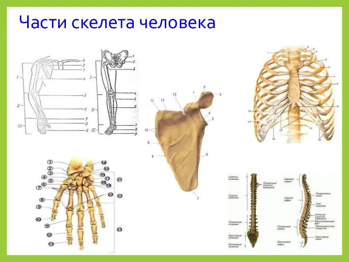 Части скелета человека