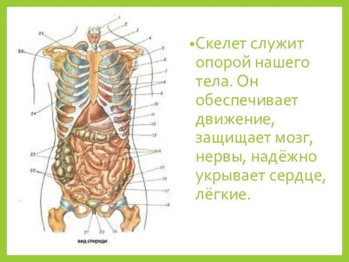 Скелет служит опорой нашего тела. Он обеспечивает движение, защищает мозг, нервы, надёжно укрывает сердце, лёгкие.