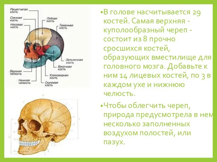 В голове насчитывается 29 костей. Самая верхняя - куполообразный череп - состоит