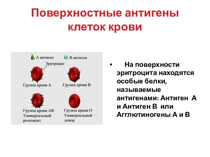 Поверхностные антигены клеток крови На поверхности эритроцита находятся особые белки, называемые антигенами: