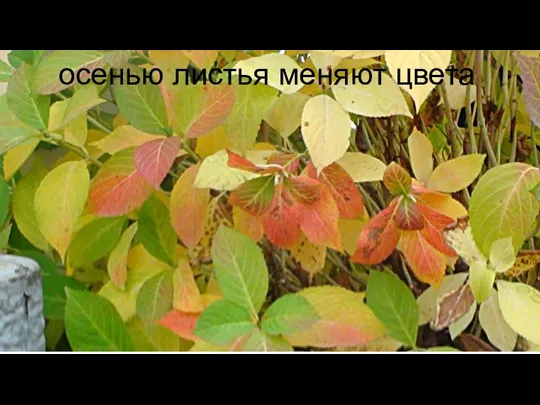 осенью листья меняют цвета