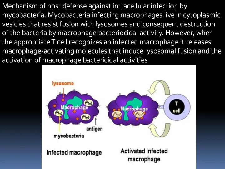 Mechanism of host defense against intracellular infection by mycobacteria. Mycobacteria infecting macrophages