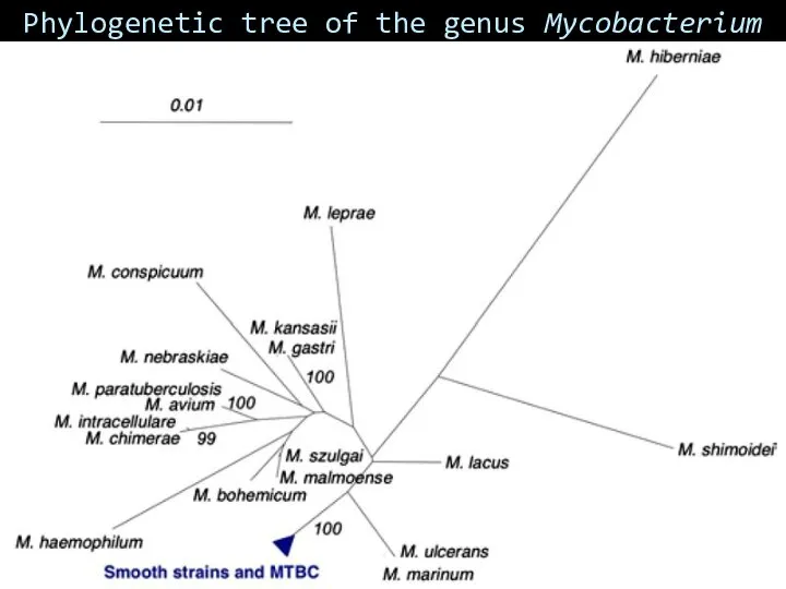 Phylogenetic tree of the genus Mycobacterium