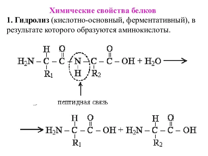 Химические свойства белков 1. Гидролиз (кислотно-основный, ферментативный), в результате которого образуются аминокислоты.