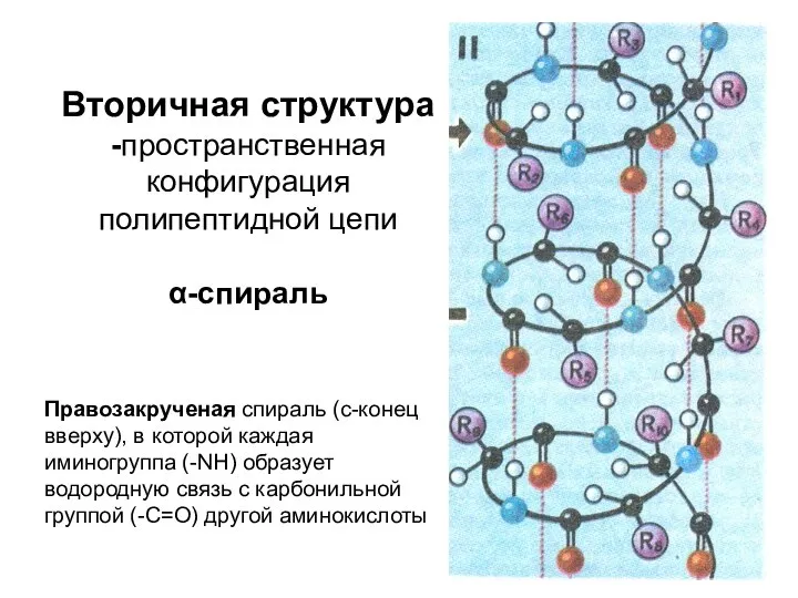 Вторичная структура -пространственная конфигурация полипептидной цепи α-спираль Правозакрученая спираль (с-конец вверху), в