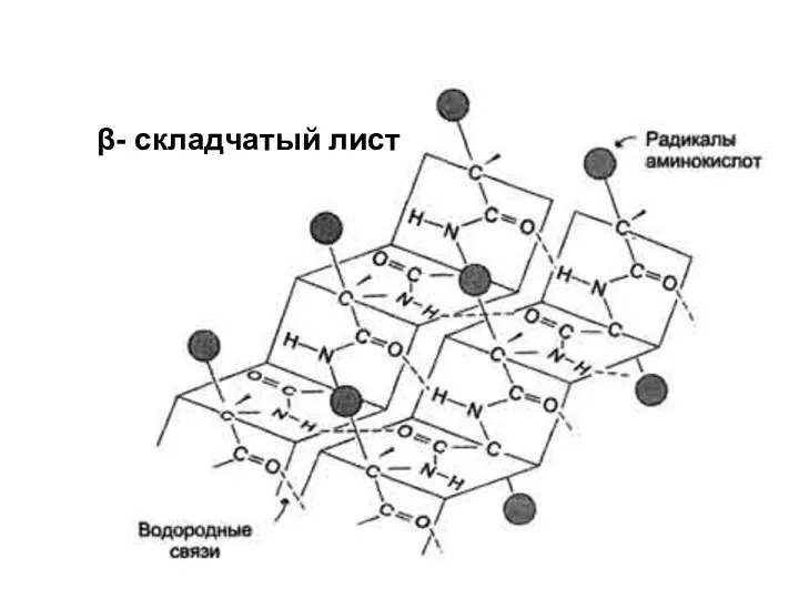 β- складчатый лист