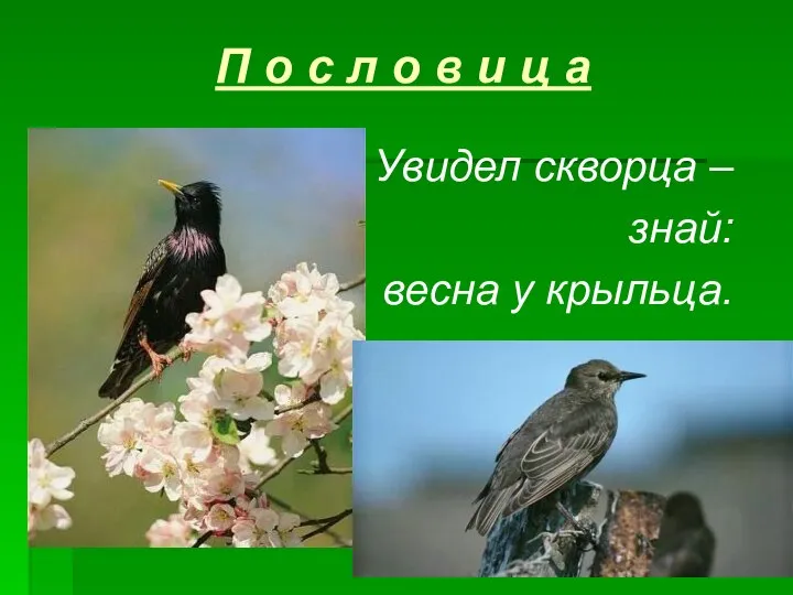 П о с л о в и ц а Увидел скворца – знай: весна у крыльца.