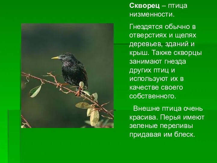 Скворец – птица низменности. Гнездятся обычно в отверстиях и щелях деревьев, зданий