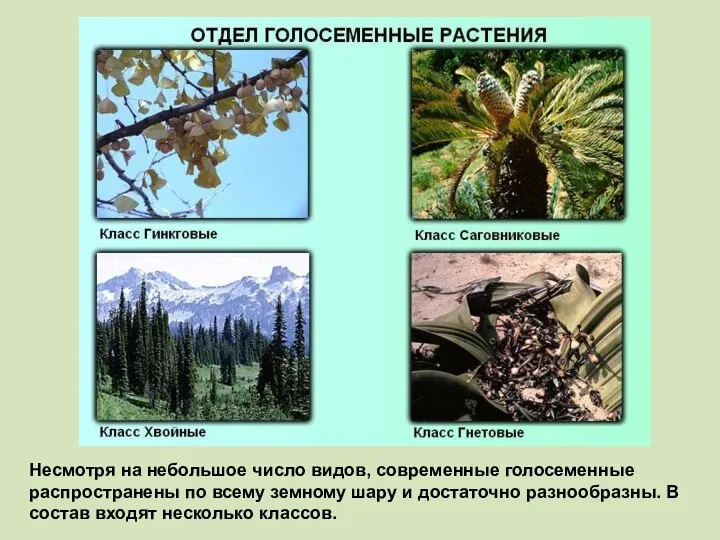 Несмотря на небольшое число видов, современные голосеменные распространены по всему земному шару