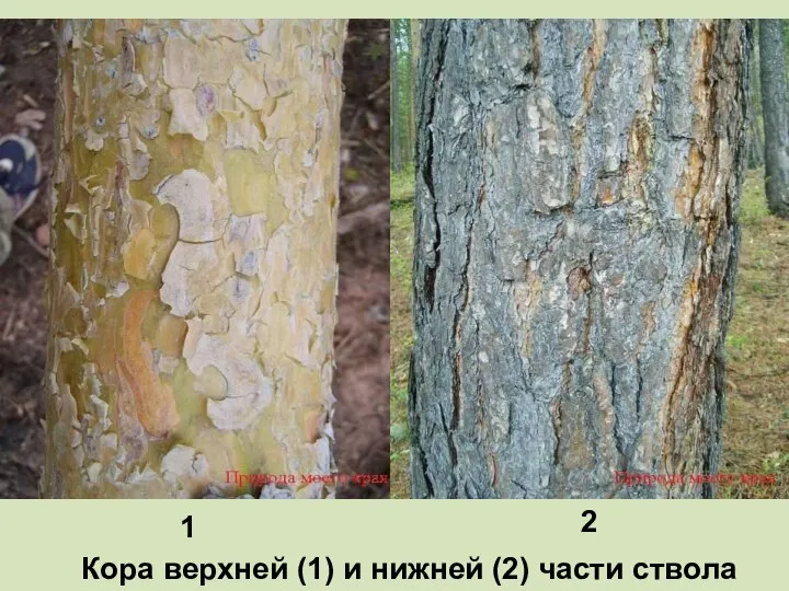 Кора верхней (1) и нижней (2) части ствола 1 2